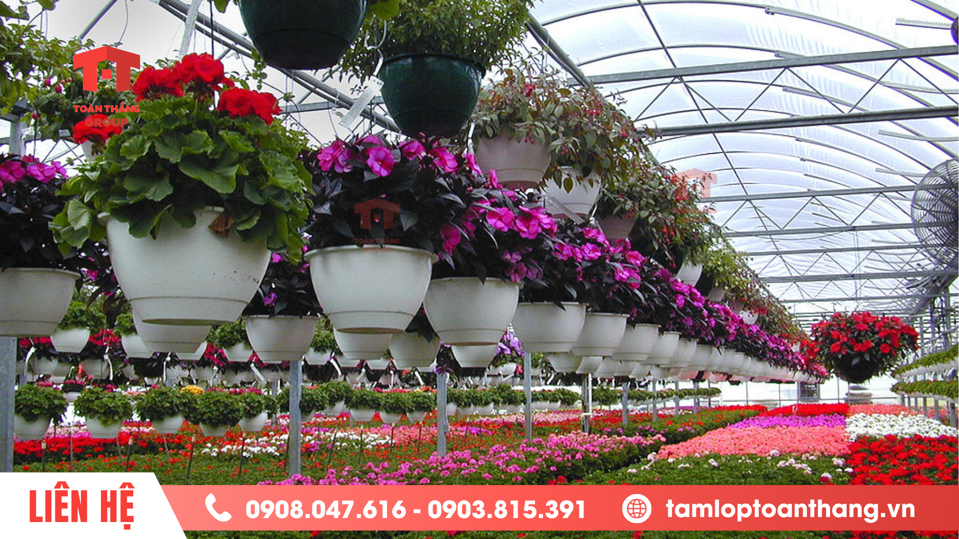 tấm lợp lấy sáng poly solar light trong nông nghiệp